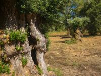Ler notícia: II Caminhada pela Rota das Oliveiras Centenárias para comemorar Dia Mundial do Ambiente