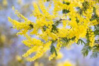 Ler notícia: As acácias em flor são bonitas. Mas é uma invasora e com problemas para saúde
