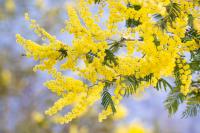 Ler notícia: Agrária de Coimbra inaugura estação para testar insetos contra plantas invasoras