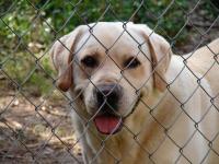Ler notícia: Sobrepopulação é um dos principais desafios dos centros de recolha de animais