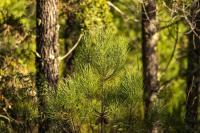 Ler notícia: OIGPs em fase de celebração de contratos