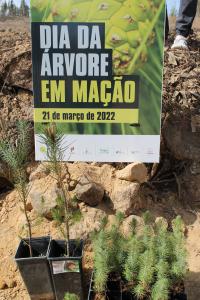 Mais árvores plantadas no Alto de Santo António 