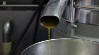 Ler notícia: Lagar industrial de Abrantes prevê mais 50% de azeitona mas unidades tradicionais estão cautelosas