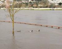 Ler notícia: Aumento dos caudais do Tejo colocam Médio Tejo em prevenção de cheias