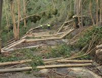 Ler notícia: Município avança com corte e remoção de material lenhoso na rede viária florestal