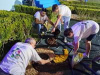 Sardoal «constrói» tapete de flores junto ao palco-altar da Colina do Encontro (c/áudio e fotos)