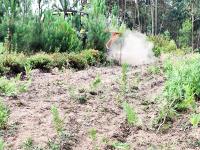 Ler notícia: Incêndios: Gestão da carga de combustível abrangeu cerca de 172.000 ha em sete anos