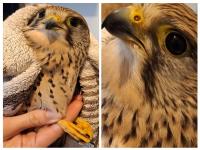 Ler notícia: Núcleo de Proteção Ambiental da GNR recolhe peneireiro ferido