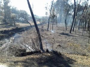 Informação Antena Livre - Especial incêndios - 24H