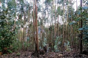 Ler notícia: Proprietários florestais com reservas da floresta na Agricultura se não tiver meios