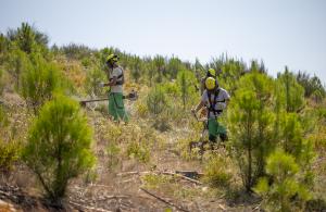 Ler notícia: Floresta arrisca voltar a perder verbas europeias devido a atrasos na execução dos apoios do PEPAC