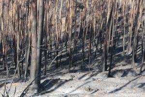 Especial Informação 21h00 - Incêndios Abrantes - Ouça Aqui!