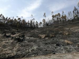 Ler notícia: Área ardida este ano quase que triplicou face a 2024 e fogos aumentaram 68%