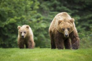 Ler notícia: Tamanho de urso pardo na Ibéria diminuiu mais de 50% ao longo de milhares de anos - estudo