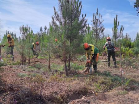 Proprietários florestais querem prorrogação de prazo para limpeza até final de junho
