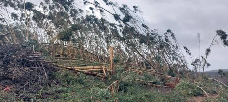 Os fenómenos meteorológicos serão «o novo normal» e a necessidade «urgente» de limpar os caminhos florestais (c/áudio)