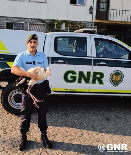 SEPNA resgata cegonha e grifo debilitados na região e encaminha aves para centro de recuperação
