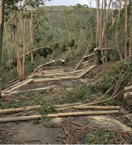 Vila de Rei define prazo para remoção de material lenhoso nas estradas florestais
