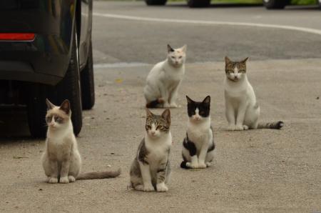 Centro de Proença-a-Nova resolve problema de cães mas situação de gatos na rua é difícil