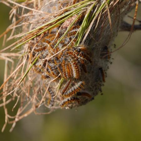 ULS alerta para os perigos da largarta dos pinheiros 