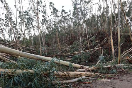 Abrantes reclama mais apoios seis meses após comboio de tempestades e cheias (c/áudio)