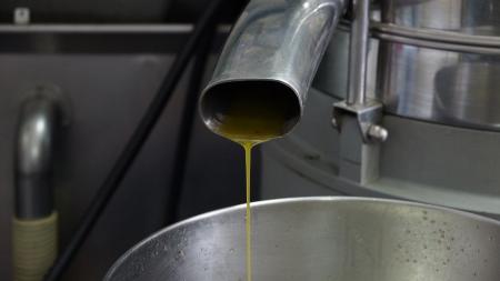 Lagar industrial de Abrantes prevê mais 50% de azeitona mas unidades tradicionais estão cautelosas