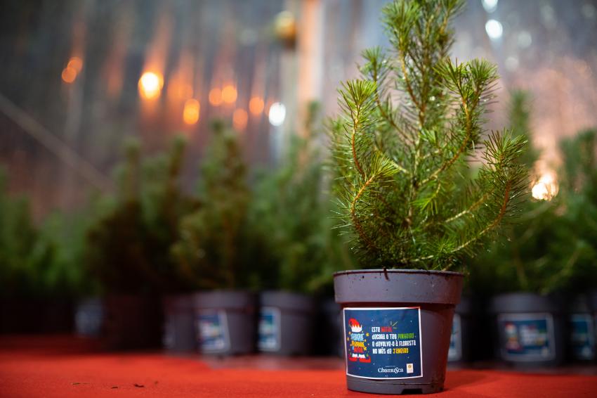 1000 pinheiros de Natal vão ser devolvidos à Natureza