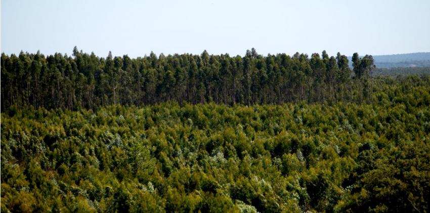 Governo anuncia 2,3 milhões de euros para ações de produtores florestais