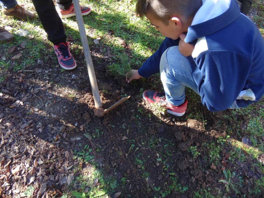 Associação ambientalista Quercus oferceu 1,7 milhões de árvores em 15 anos