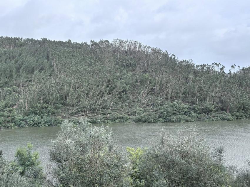 Médio Tejo entra no verão com mais combustível florestal e milhares de árvores caídas