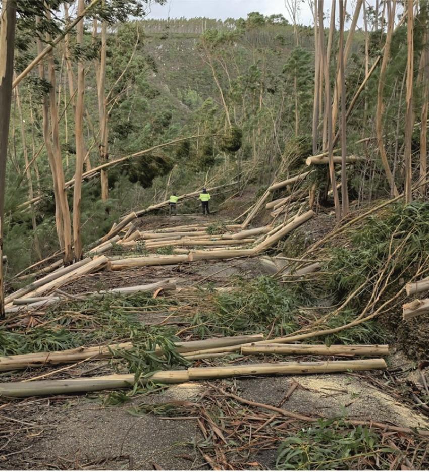 MAI diz que limpeza de caminhos florestais e retirada de material lenhoso é um combate de todos