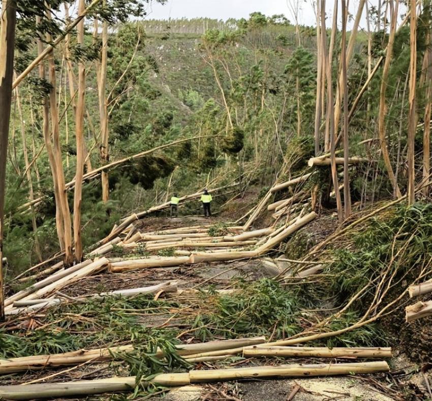Produtores florestais pedem parques públicos de madeiras, para manter preços
