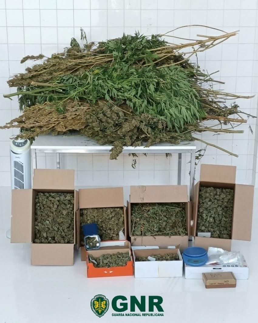 GNR detém homem em Abrantes e apreende 2.800 doses de canábis