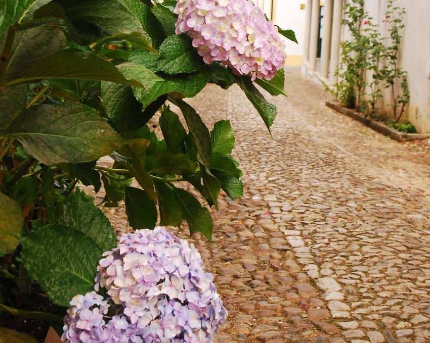 Festa da Flor vai retomar em 2027