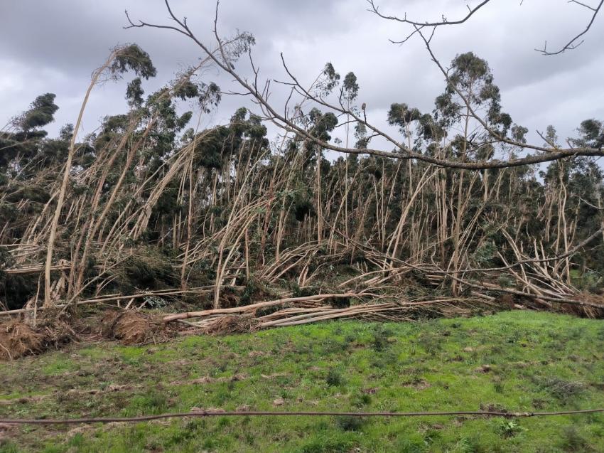 Nova AIGP reforça a recuperação do território afetado pela tempestade Kristin  