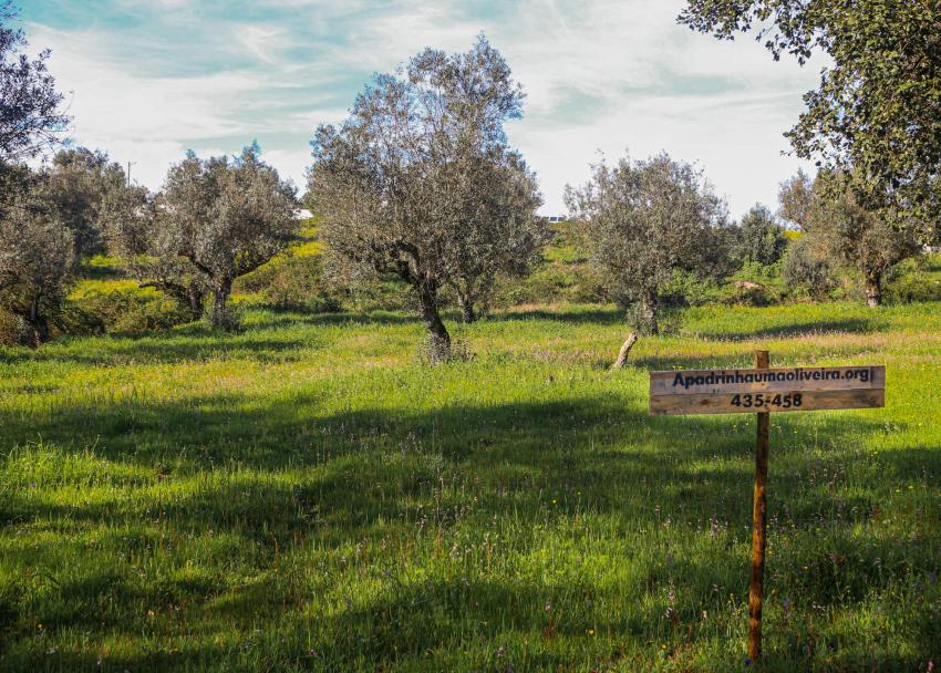 Apadrinha Uma Oliveira cresce em número de padrinhos e oliveiras apadrinhadas 