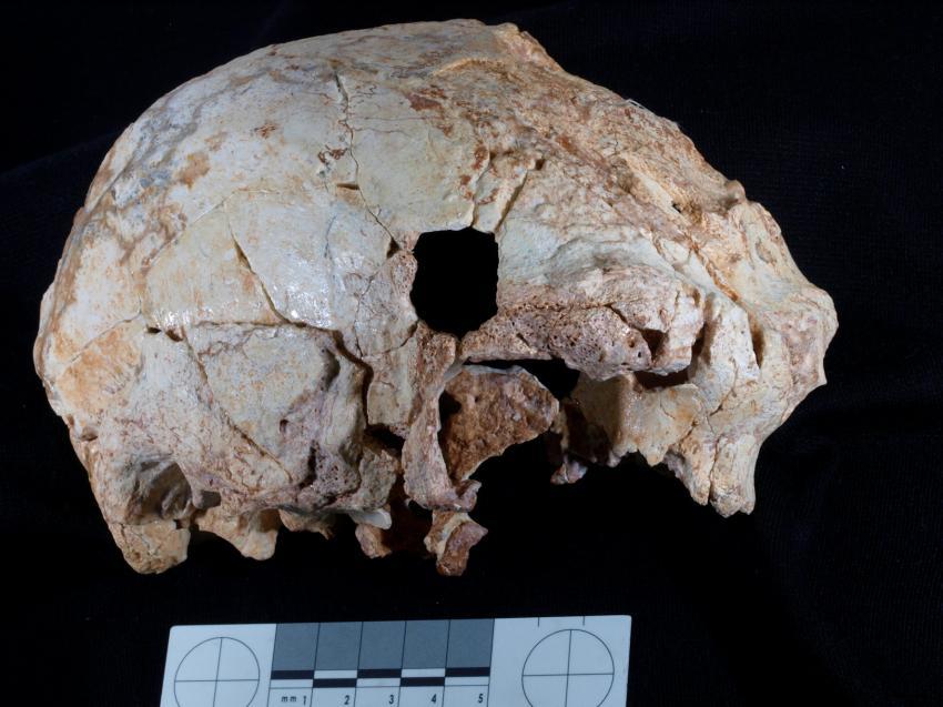 Encontrado crânio humano mais antigo de sempre em Portugal 