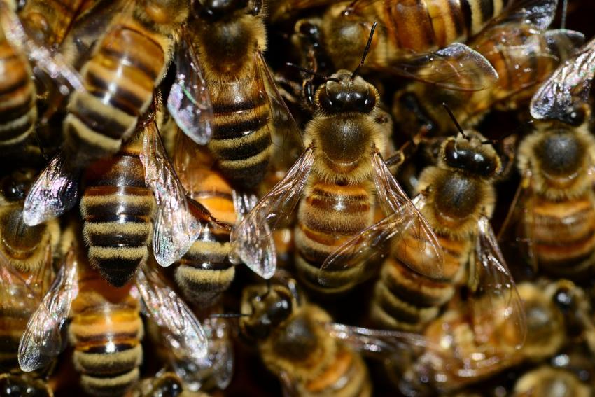 Apicultores exigem apoios ao Governo para evitar morte do setor e das abelhas