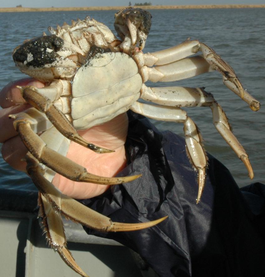 Portugal identifica 231 espécies marinhas não indígenas nas suas águas