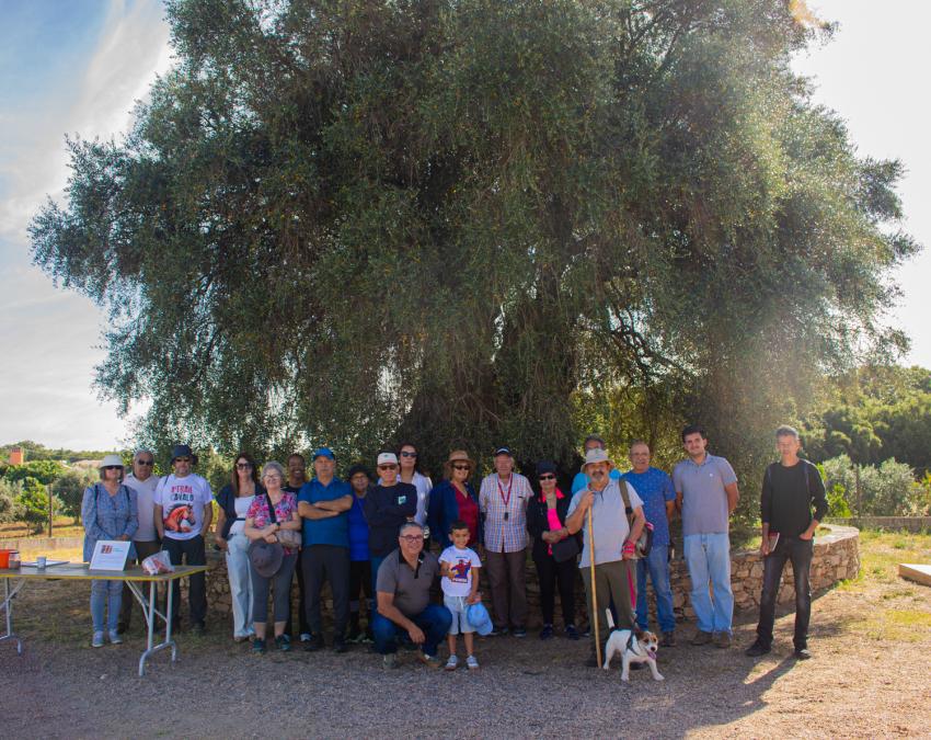 Apadrinha uma Oliveira celebra 3.º aniversário com a II Caminhada pela Rota das Oliveiras Centenárias