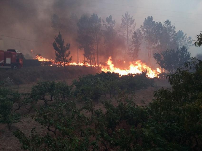  Carvalhal: Incêndio de grandes dimensões “está longe de estar controlado” (Em atualização) 
