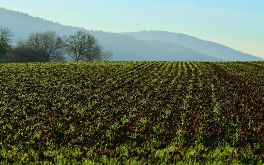 Solos superficiais guardam 45% mais carbono do que o estimado