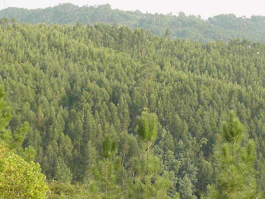 Ministro do Ambiente destaca no parlamento apoios para floresta superiores a 450 ME