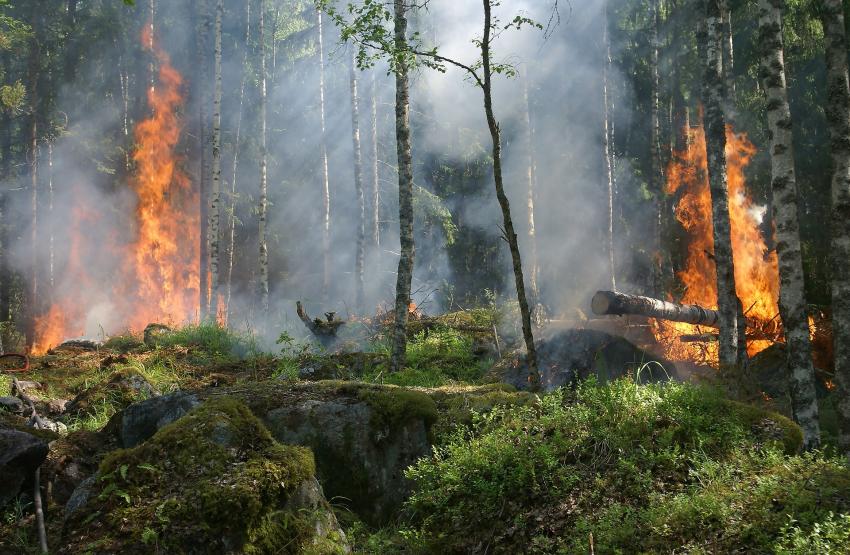 Documentário finlandês sobre incêndios e alterações climáticas gravado em Portugal