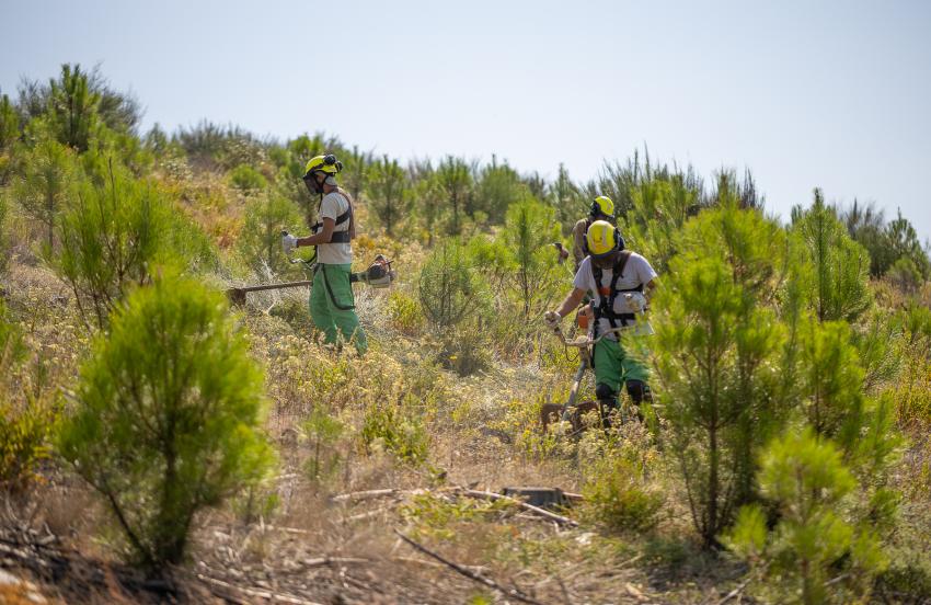 Floresta arrisca voltar a perder verbas europeias devido a atrasos na execução dos apoios do PEPAC