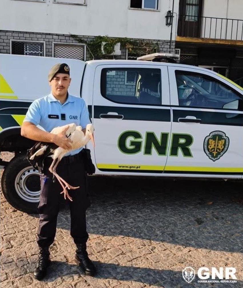 SEPNA resgata cegonha e grifo debilitados na região e encaminha aves para centro de recuperação