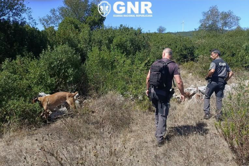GNR encontra 44 pastilhas rodenticidas em operação contra venenos no Parque Natural das Serras de Aire e Candeeiros