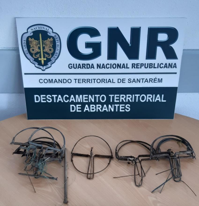 GNR detém homem que caçava pássaros com armadilhas em Abrantes