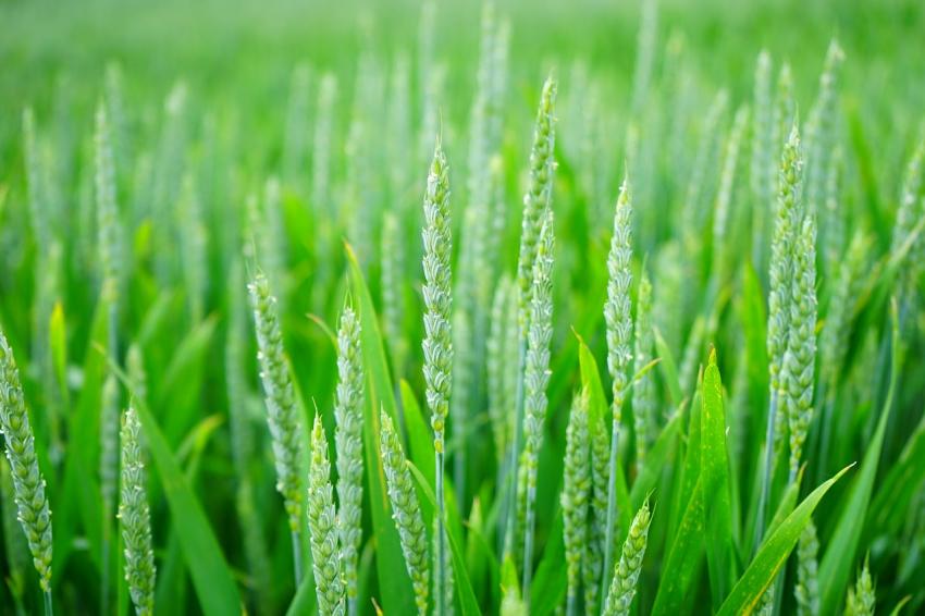 Novo «software» controla agricultura vertical desde a semente à embalagem