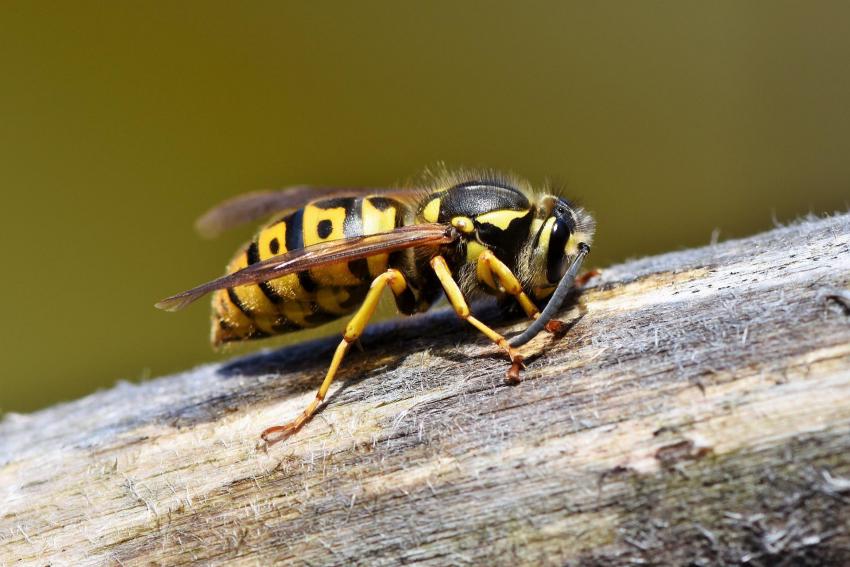 Proença-a-Nova apoia financeiramente apicultores no combate à vespa asiática